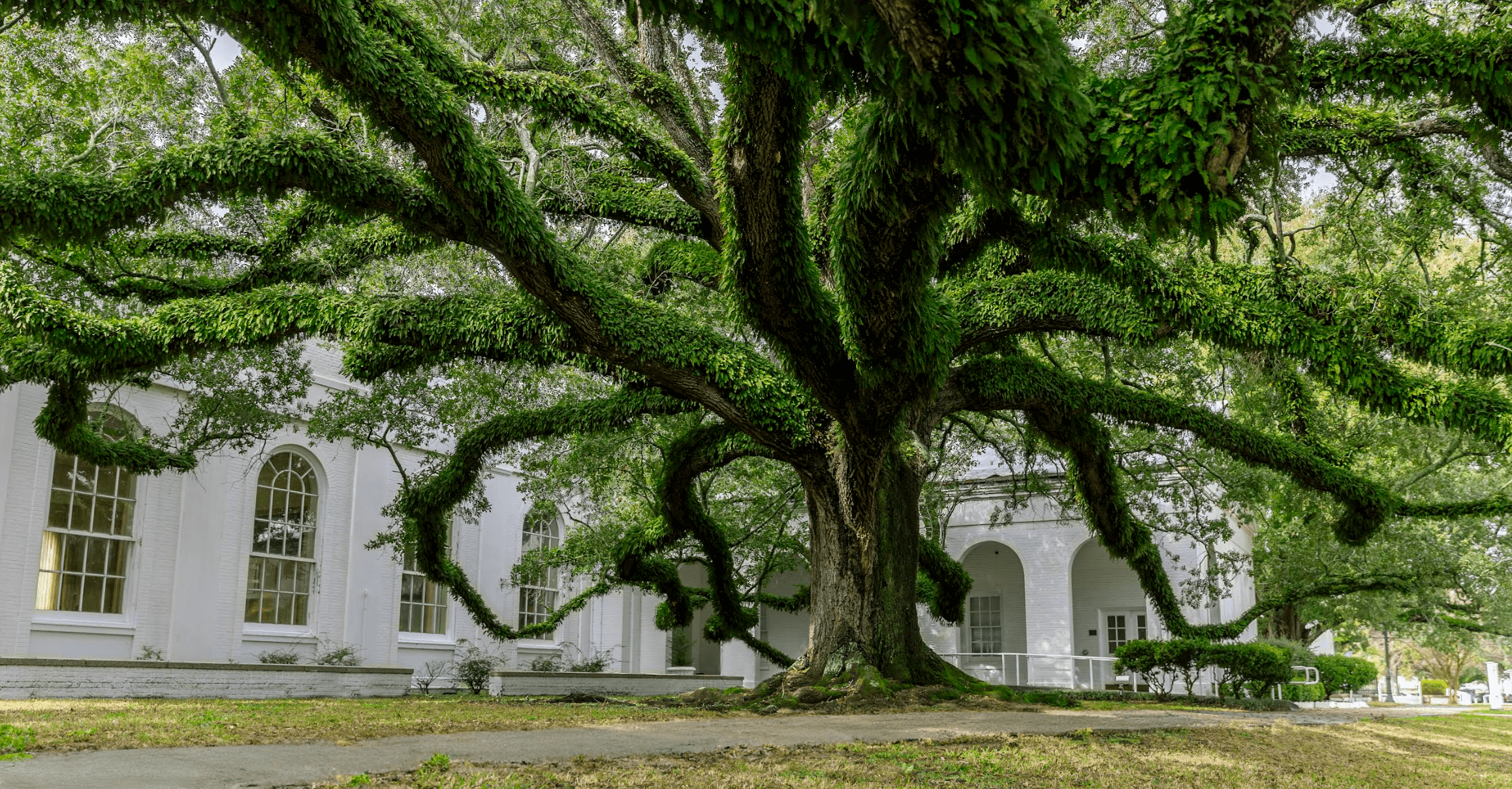 Campus beautiful tree